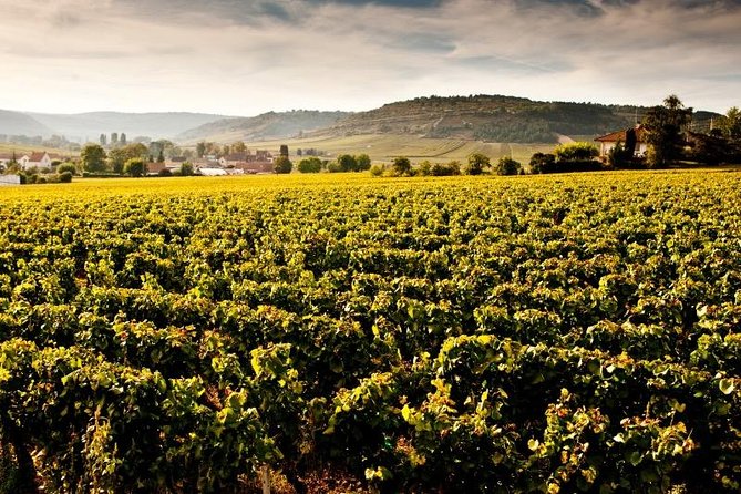 Private excursion to Côte de Beaune and Côte de Nuits (full day) - Côte de Beaune and Côte de Nuits in one long day