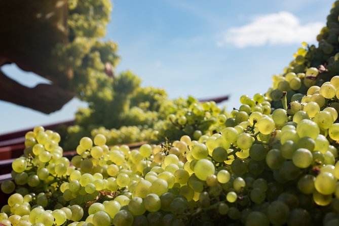 Private excursion to Côte de Beaune and Côte de Nuits (full day) - Afternoon vineyard walk: vine cycles and what changes across the year