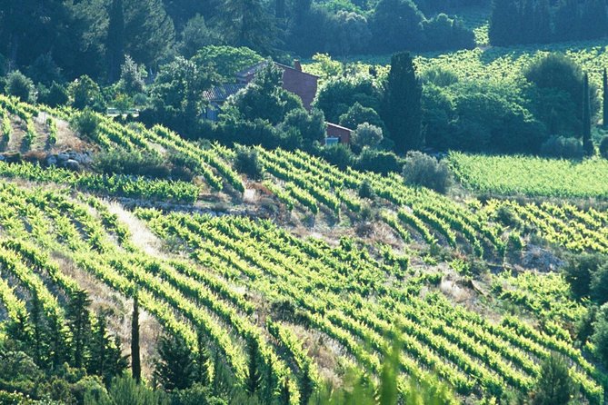 Private Full Day Wine Tour in Provence - Practical tips before you go