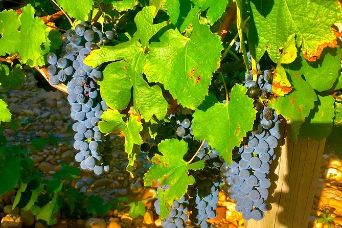 Provence Cru Wine Small-Group Half-Day Tour from Avignon - How Three Tastings Fit the Schedule, and What You Learn