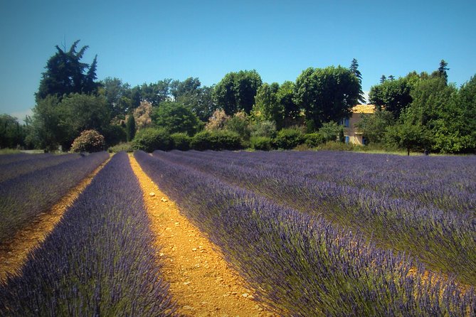 Provence Lavender Fields Tour from Aix-en-Provence - Guides and minibus comfort: small details that change everything