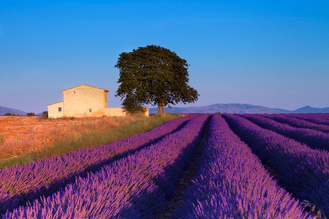 Provence Lavender Fields Tour from Aix-en-Provence - Timing, bloom changes, and heat: how to prepare for reality