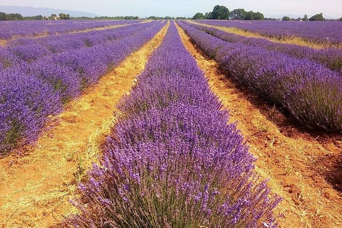 Provence Lavender Full Day Tour from Avignon - Roussillon or Sault: How Bloom Timing Changes the Whole Day
