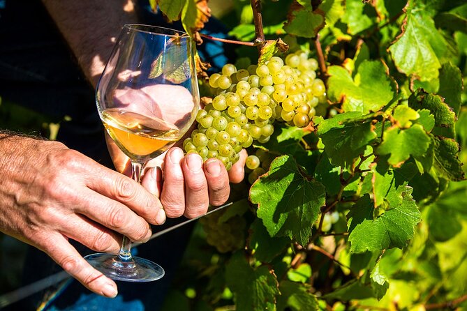 Provence Organic Wine Tasting Half Day Tour from Nice - Saint-Jeannet Winery Cellar Visit: organic tasting with the people who make it