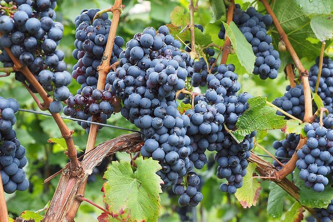 Provence Organic Wine Tasting Half Day Tour from Nice - Group size, guide type, and why coordination can make or break the day