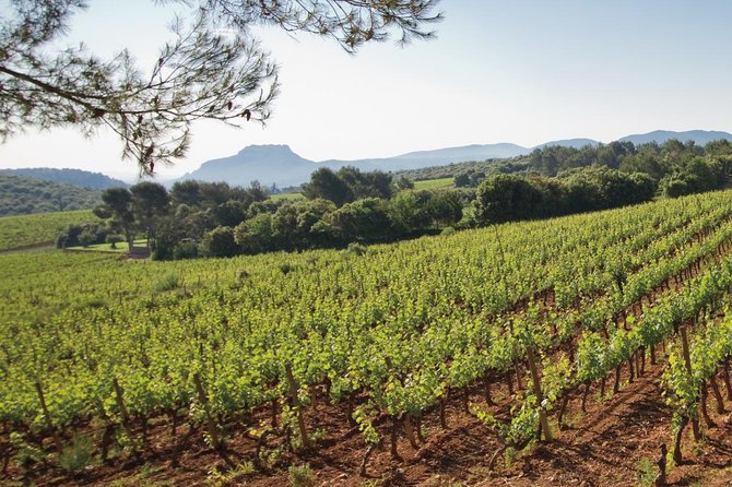 Provence Wine Tour - Private Day Tour from Nice - Stop 2 at Chateau Font du Broc: Views, Organic Farming, and Cellars Worth Walking Through