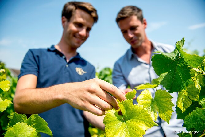 Reims afternoon tour Champagne and family growers - Two family wineries and six tastings you can compare