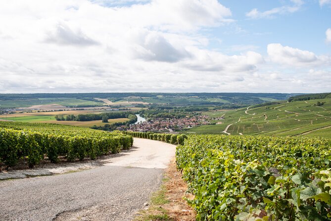 Reims afternoon tour Champagne and family growers - Who should book this Champagne and family growers tour