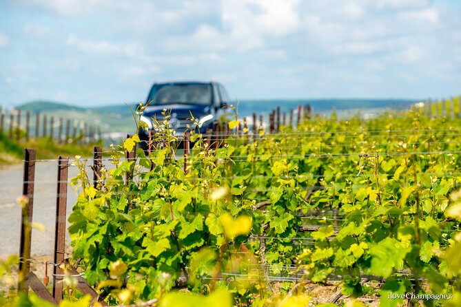 Reims or Epernay: Full day Champagne Mumm, family grower & lunch - The tasting class: from grape to bottle, with practical compare-and-contrast