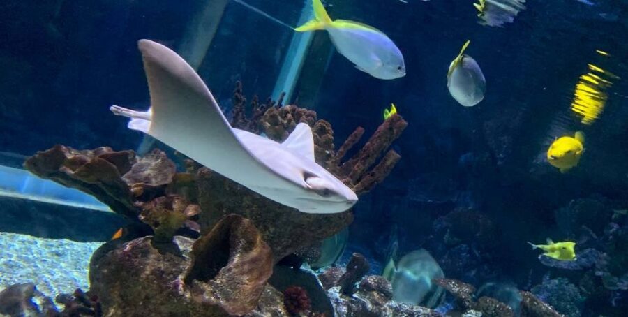 SEA LIFE Paris: Admission Ticket - Atlantis: Ruins-Themed Sharks and Sea Turtles