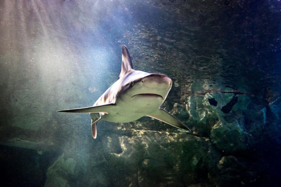 SEA LIFE Paris: Admission Ticket - SEA LIFE Paris Gets You Close to Penguins, Sharks, and Turtles