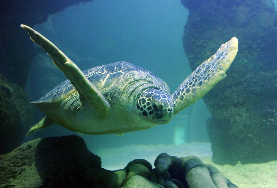 SEA LIFE Paris: Admission Ticket - Rock Pool Magic: Touch Small Crabs and Learn About Protection