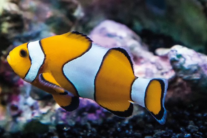 SEA LIFE Paris Val d'Europe Aquarium Entry Ticket - Seahorses in five ponds: the shy stars