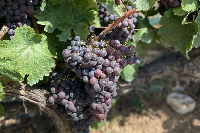 Small Group Guided E-bike Tour in Nice's Organic Vineyard - Riding out of Nice, then up to the vineyard