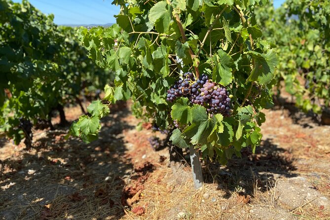 Small Group Guided E-bike Tour in Nice's Organic Vineyard - The fig tree picnic and the view-side of the experience