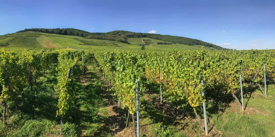 Strasbourg: Full-Day Small Group Tour to Colmar & Riquewihr - Key points that make this day trip work