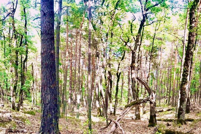 Tour with the Mountain Train, Trek to Mystic Forest and Castle - Key highlights worth knowing