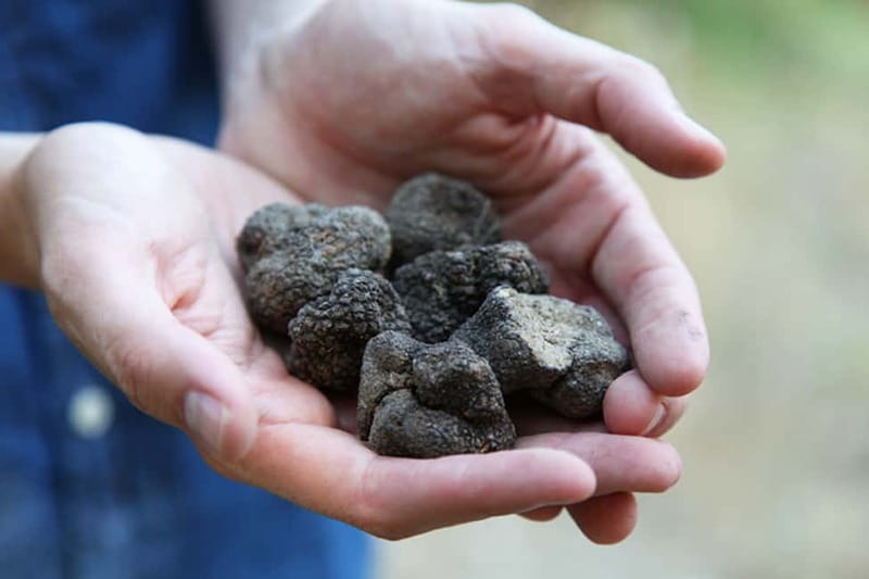 Truffle Hunting in Provence - Key highlights to know before you go