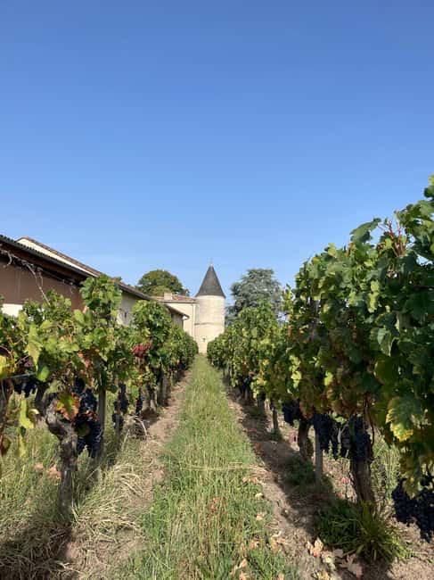 Visit to the property and wine/cheese pairing workshop - Château Cruzeau and the LUQUOT family: why the setting matters